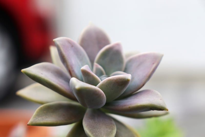 Low-Maintenance Plants